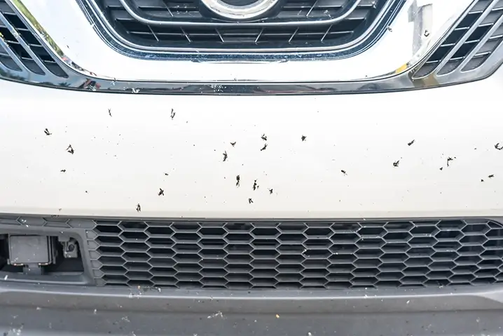 車についた虫の取り除き方